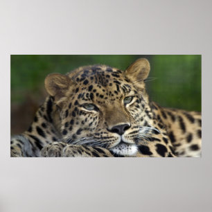 My Last Days on Earth... Poster