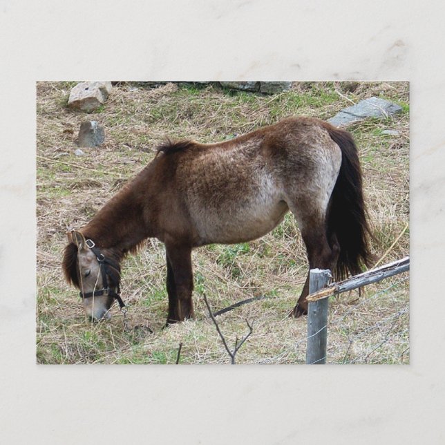 My Little Pony Postcard (Front)