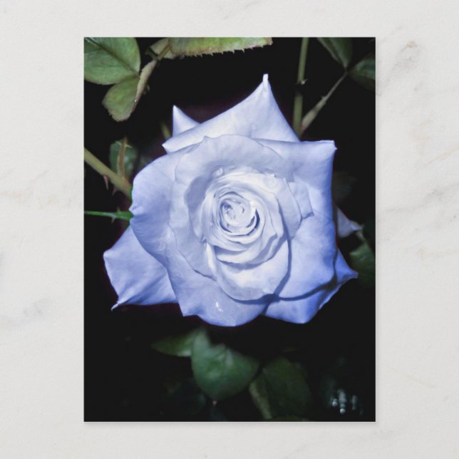 My Little Princess Postcard (Front)