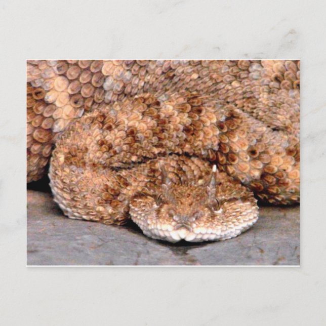 My Little Viper Postcard (Front)