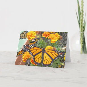 My Monarch Butterflies-greeting cards