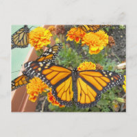 My Monarch Butterflies-postcard