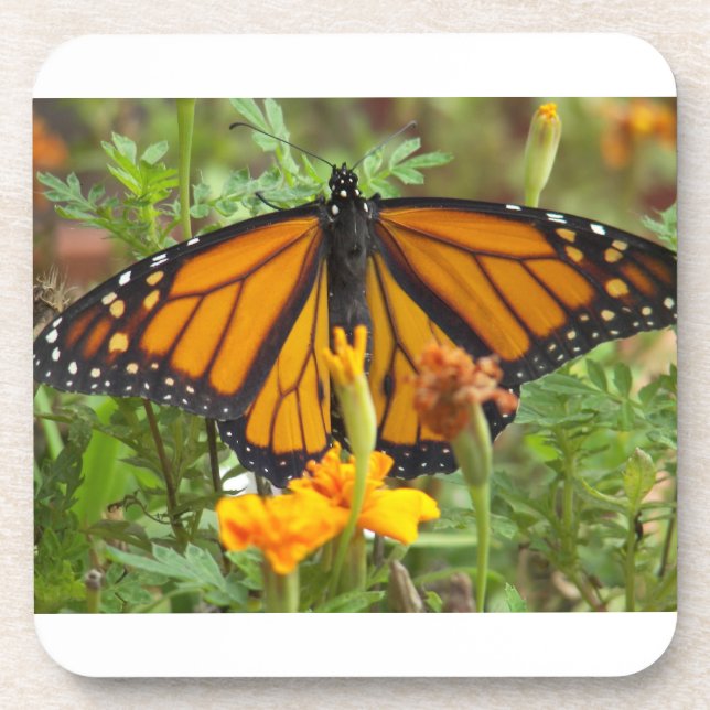 My Monarch butterfly-cork coaster (Front)