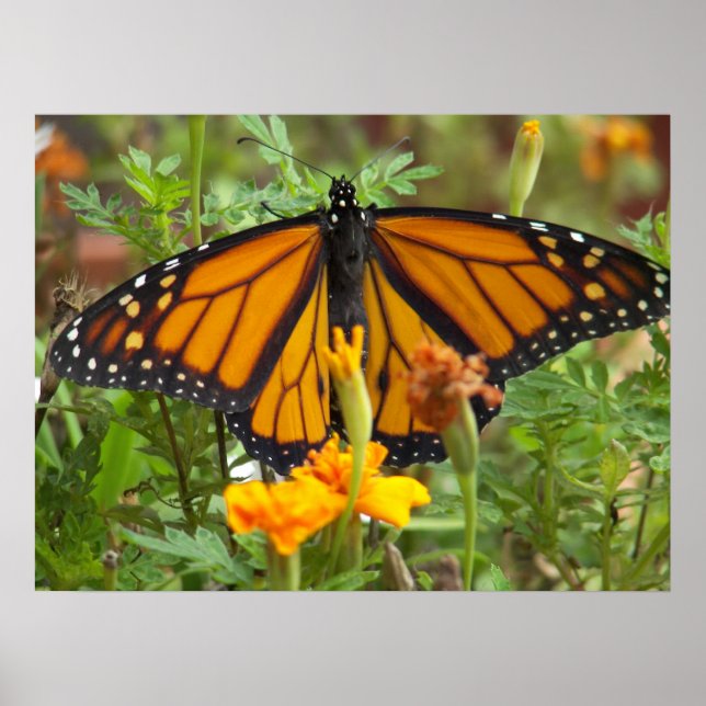 My Monarch Butterfly-poster Poster (Front)