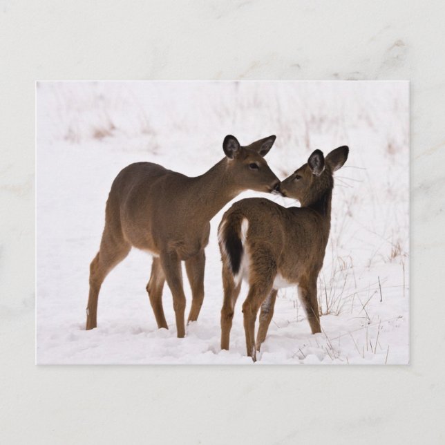 My Mum Loves Me Postcard (Front)