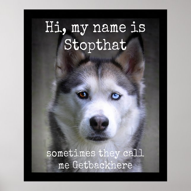 My Name Is Stop that Funny Hyper Siberian Husky Poster (Front)