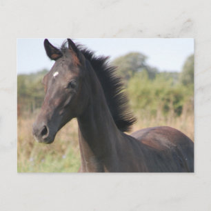 My New Pony Postcard