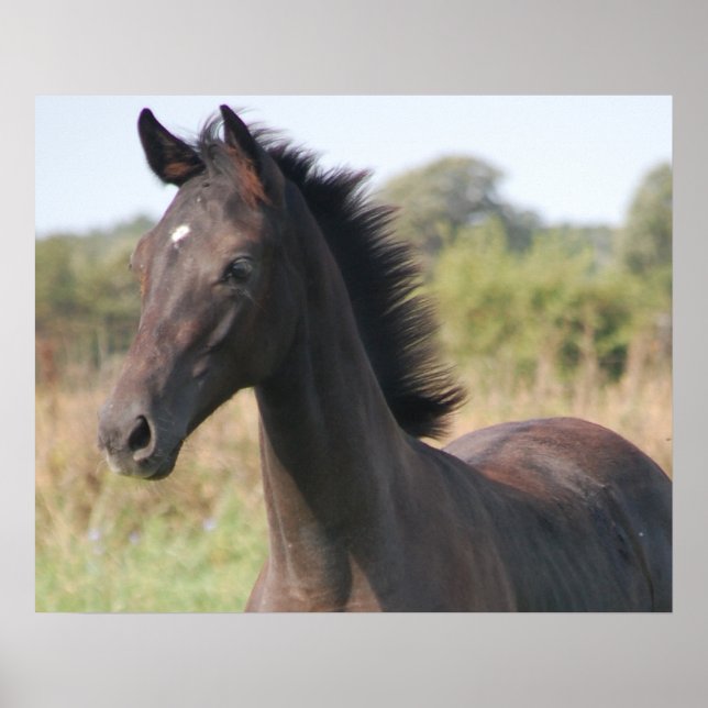 My New Pony Poster (Front)