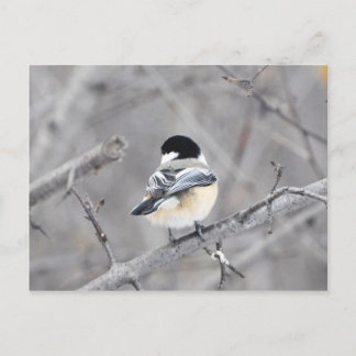 My new winter coat, shinny! :) postcard