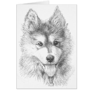 My pet dog