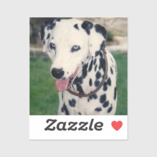 My Pet Friend Custom Photo