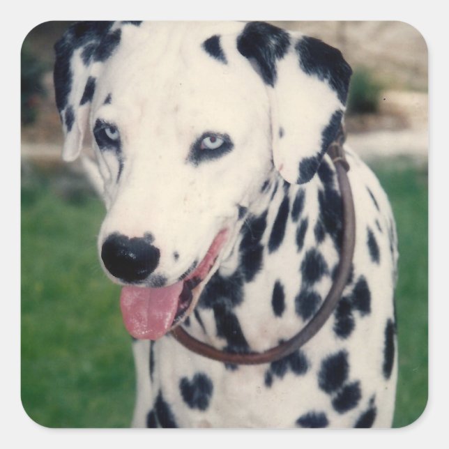 My Pet Friend Custom Photo Square Sticker (Front)