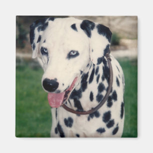 My Pet Friend Upload Your Own Photo Custom Magnet