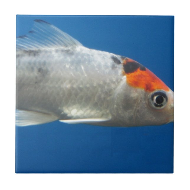 My Pet Koi Fish Tile (Front)