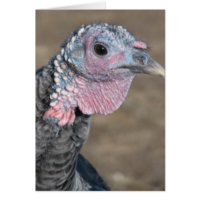 My Pet Turkey (Front)