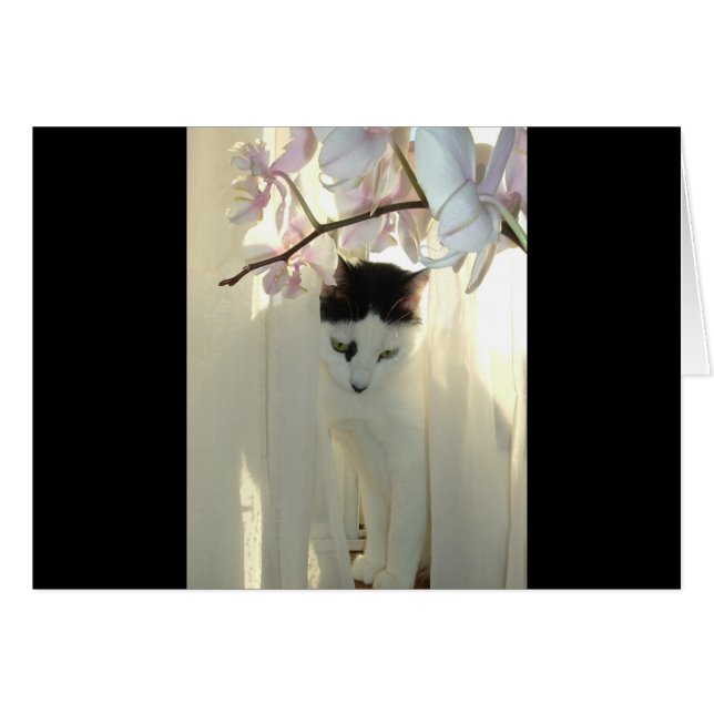 My Pretty Kitty (Front Horizontal)