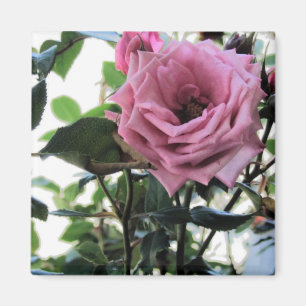 My Rose Magnet