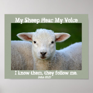 My Sheep Hear My Voice, Bible Verse John 10:27, Poster