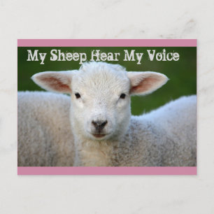 My Sheep Hear My Voice, John 10:27 Bible Verse Postcard
