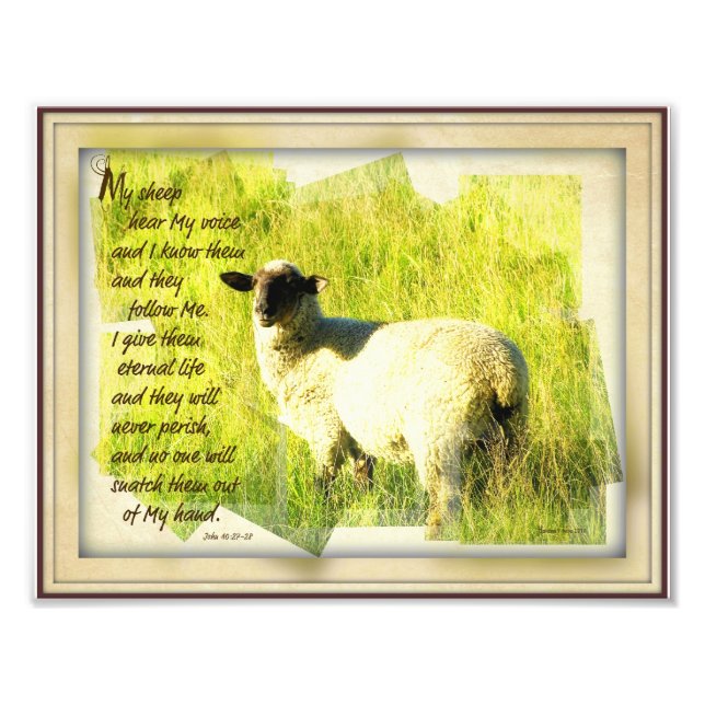 My Sheep Hear My Voice Print 8.5 x 11 (Front)