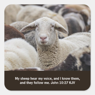 My Sheep Hear My Voice, Scripture, Sheep in Herd Square Sticker