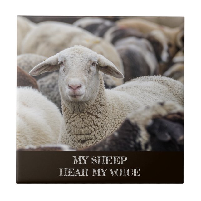 My Sheep Hear My Voice, Scripture, Sheep in Herd Tile (Front)