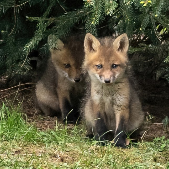 My Sibling Postcard (Creator Uploaded)