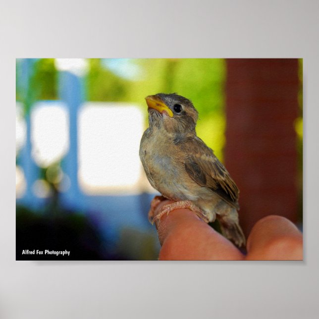 My Sparrow Friend Poster (Front)