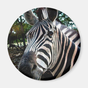 My Strippy Friend Magnet