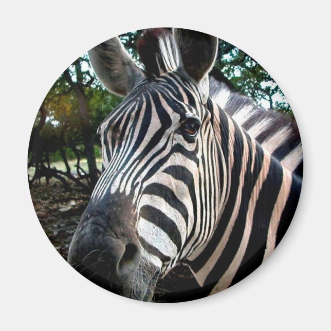 My  Strippy Friend Magnet (Front)