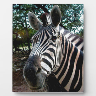 My Strippy Friend Plaque