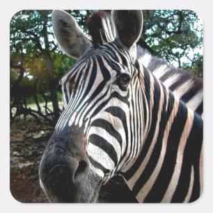 My  Strippy Friend Square Sticker