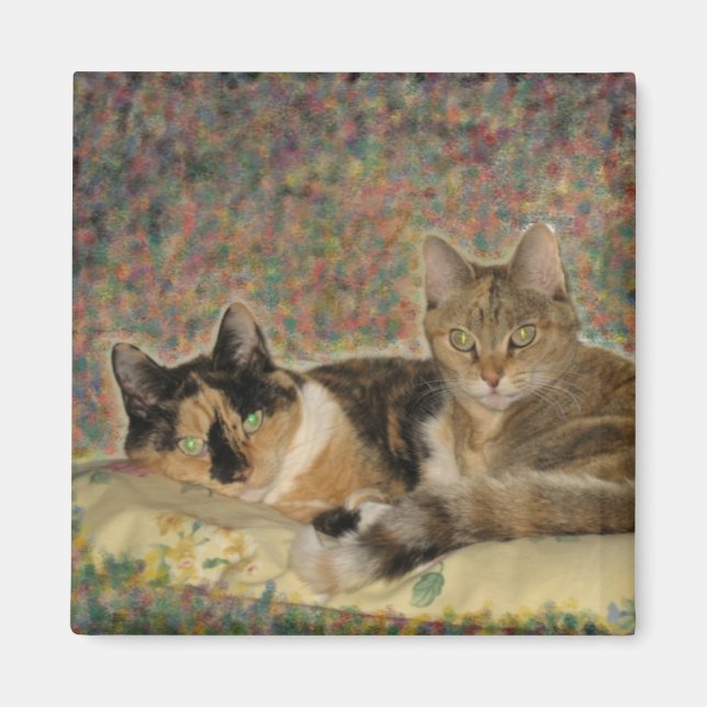 My Sweet Kitties magnet (Front)
