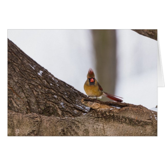 My Troll Do (Front Horizontal)