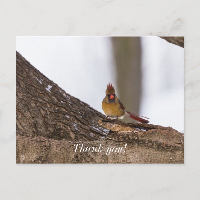 My Troll Do Postcard (Front)