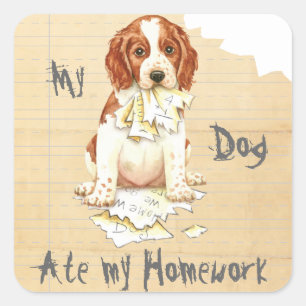 My Welsh Springer Ate My Homework Square Sticker