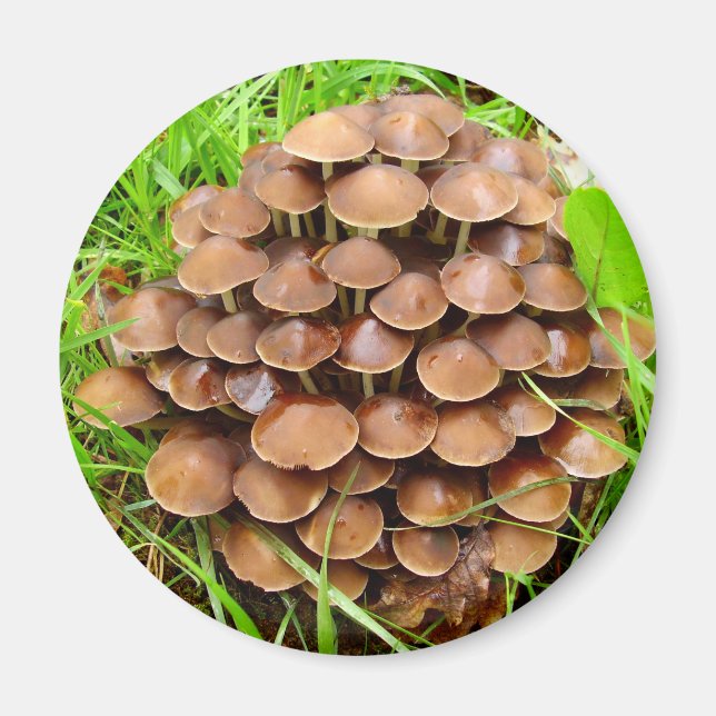 Mycena inclinata Mushroom Magnet (Front)