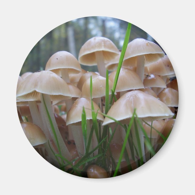Mycena inclinata Mushroom Magnet (Front)