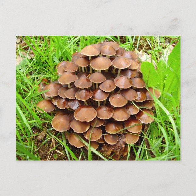 Mycena inclinata Mushroom Postcard (Front)