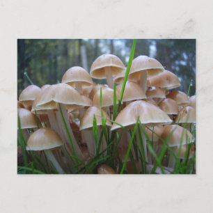 Mycena inclinata Mushroom Postcard