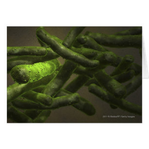 Mycobacterium tuberculosis cells