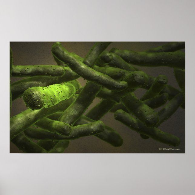 Mycobacterium tuberculosis cells poster (Front)