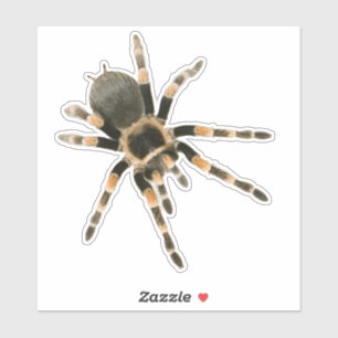 Mygal spider