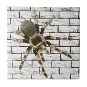 mygal spider (Brachypelma smithi). Tile