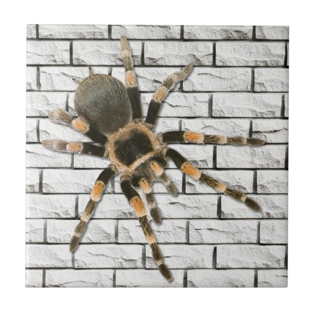 mygal spider (Brachypelma smithi). Tile (Front)