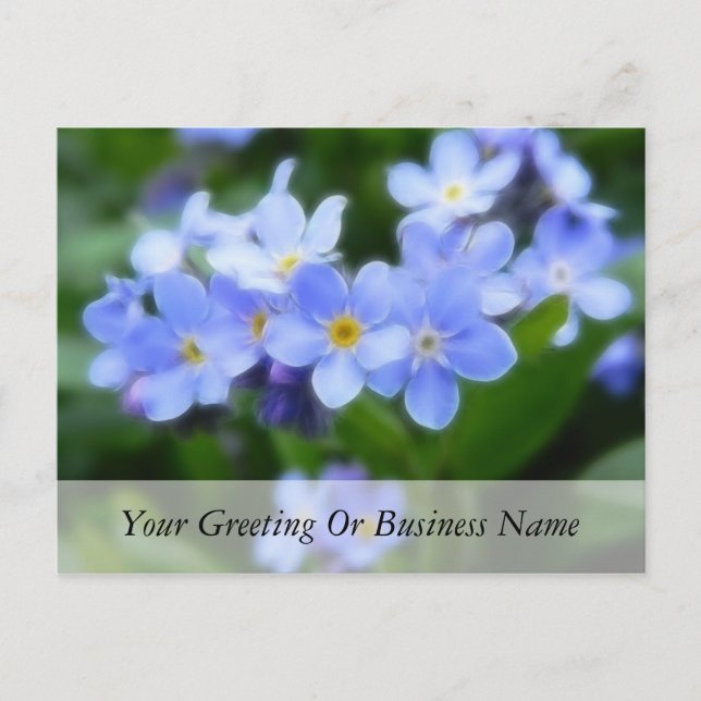 Myosotis sylvatica - Forget Me Nots Postcard (Front)