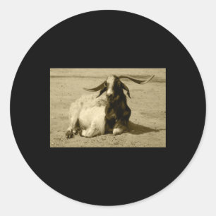 Myotonic Goat Relaxed Benidorm Tint Sticker
