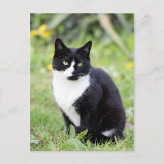 Myrdha the cat postcard