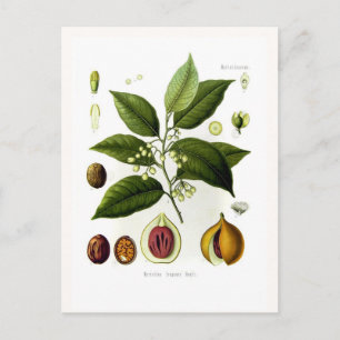 Myristica fragrans (nutmeg) postcard