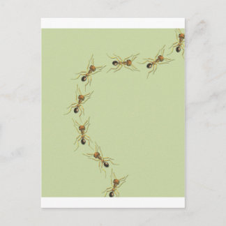 Myrmoteras Binghami, Ants Postcard
